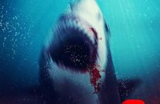 BULL SHARK 2